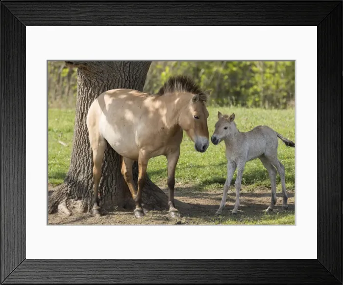 Framed Print : Przewalskis Horse or Takhi (Equus ferus przewalskii) in the wildlife center of Framed Print : Przewalskis Horse or Takhi (Equus ferus przewalskii) in the wildlife center of