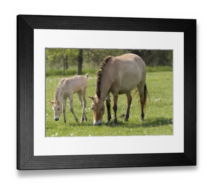 Framed Print : Przewalskis Horse or Takhi (Equus ferus przewalskii) in the wildlife center of