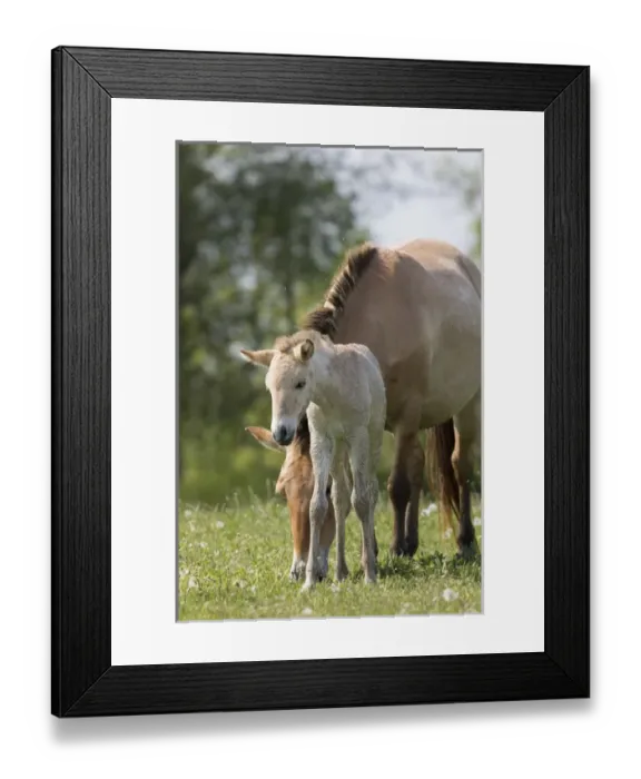 Framed Print : Przewalskis Horse or Takhi (Equus ferus przewalskii) in the wildlife center of Framed Print : Przewalskis Horse or Takhi (Equus ferus przewalskii) in the wildlife center of