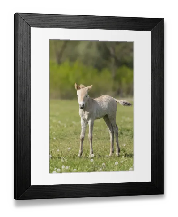 Framed Print : Przewalskis Horse or Takhi (Equus ferus przewalskii) Foal in the wildlife center Framed Print : Przewalskis Horse or Takhi (Equus ferus przewalskii) Foal in the wildlife center