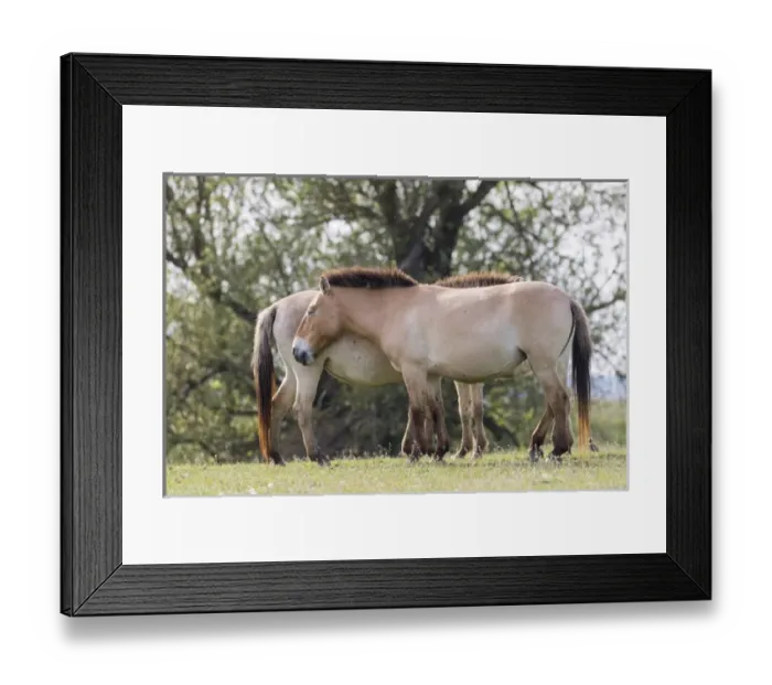 Framed Print : Przewalskis Horse or Takhi (Equus ferus przewalskii) in the wildlife center of Framed Print : Przewalskis Horse or Takhi (Equus ferus przewalskii) in the wildlife center of
