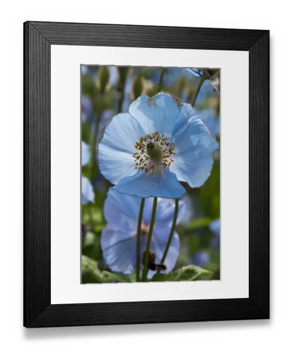 Framed Print : Iceland, Akureyri. Botanical Garden (aka Lystigaardur or Lystigardurinn), the most Framed Print : Iceland, Akureyri. Botanical Garden (aka Lystigaardur or Lystigardurinn), the most