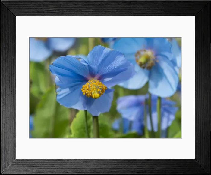 Framed Print : Iceland, Akureyri. Botanical Garden (aka Lystigaardur or Lystigardurinn), the most