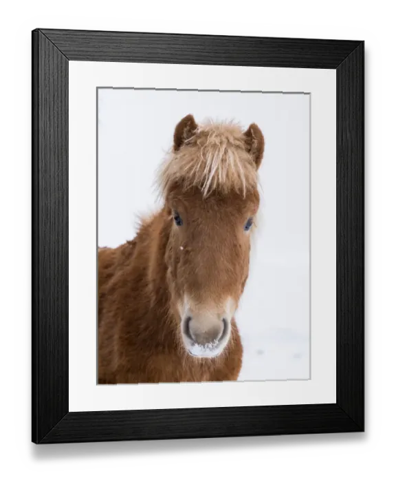 Framed Print : Icelandic Horse during winter in Iceland with typical winter coat Framed Print : Icelandic Horse during winter in Iceland with typical winter coat