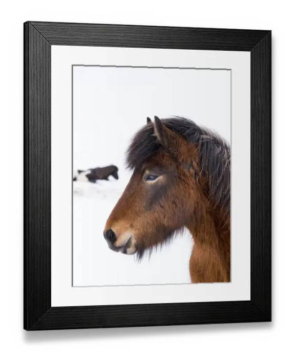 Framed Print : Icelandic Horse during winter in Iceland with typical winter coat Framed Print : Icelandic Horse during winter in Iceland with typical winter coat