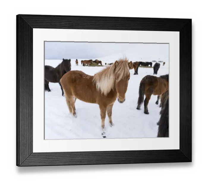 Framed Print : Icelandic Horse during winter in Iceland with typical winter coat Framed Print : Icelandic Horse during winter in Iceland with typical winter coat
