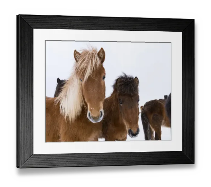 Framed Print : Icelandic Horse during winter in Iceland with typical winter coat
