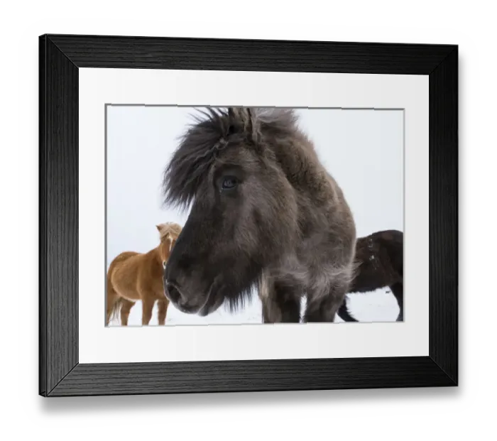 Framed Print : Icelandic Horse during winter in Iceland with typical winter coat Framed Print : Icelandic Horse during winter in Iceland with typical winter coat