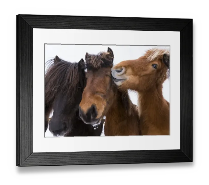 Framed Print : Icelandic Horse during winter in Iceland with typical winter coat Framed Print : Icelandic Horse during winter in Iceland with typical winter coat