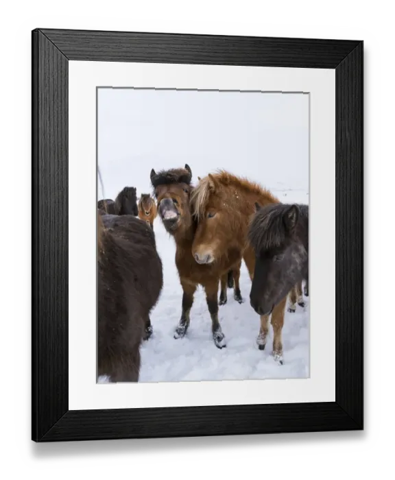 Framed Print : Icelandic Horse during winter in Iceland with typical winter coat