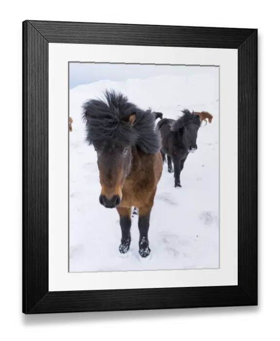 Framed Print : Icelandic Horse during winter in Iceland with typical winter coat Framed Print : Icelandic Horse during winter in Iceland with typical winter coat