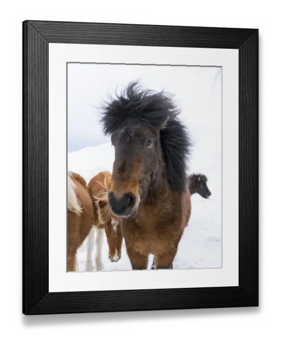 Framed Print : Icelandic Horse during winter in Iceland with typical winter coat Framed Print : Icelandic Horse during winter in Iceland with typical winter coat