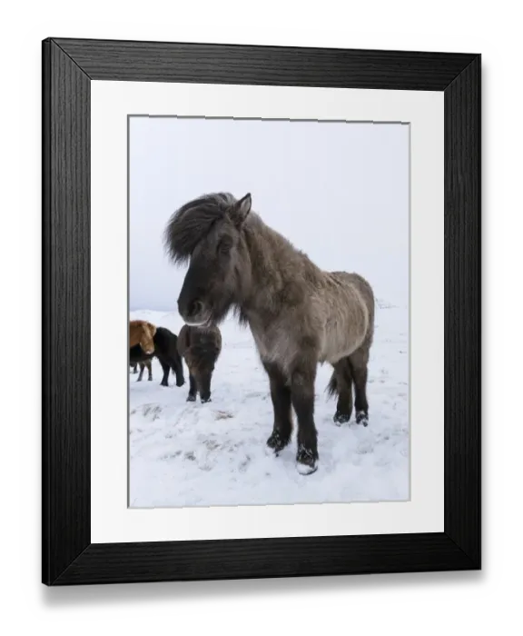 Framed Print : Icelandic Horse during winter in Iceland with typical winter coat Framed Print : Icelandic Horse during winter in Iceland with typical winter coat