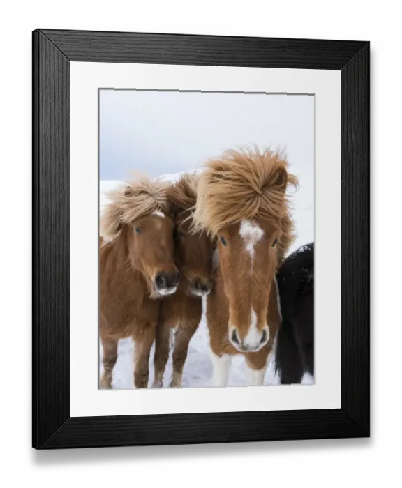 Framed Print : Icelandic Horse during winter in Iceland with typical winter coat Framed Print : Icelandic Horse during winter in Iceland with typical winter coat