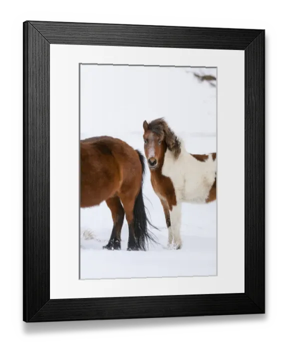 Framed Print : Icelandic Horse during winter in Iceland with typical winter coat