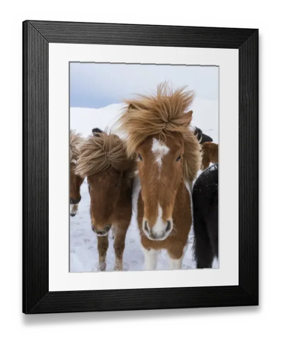 Framed Print : Icelandic Horse during winter in Iceland with typical winter coat Framed Print : Icelandic Horse during winter in Iceland with typical winter coat