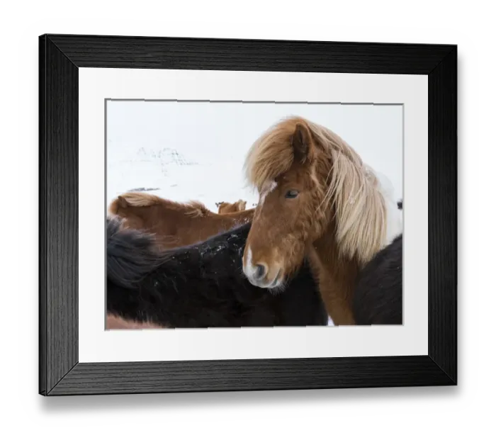 Framed Print : Icelandic Horse during winter in Iceland with typical winter coat Framed Print : Icelandic Horse during winter in Iceland with typical winter coat