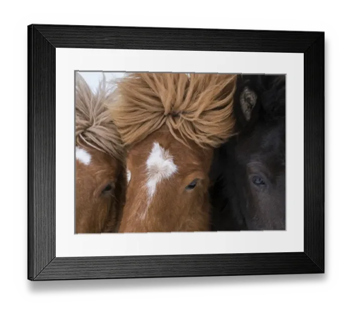 Framed Print : Icelandic Horse during winter in Iceland with typical winter coat Framed Print : Icelandic Horse during winter in Iceland with typical winter coat