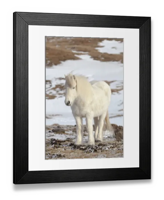 Framed Print : Icelandic Horse during winter in Iceland with typical winter coat Framed Print : Icelandic Horse during winter in Iceland with typical winter coat