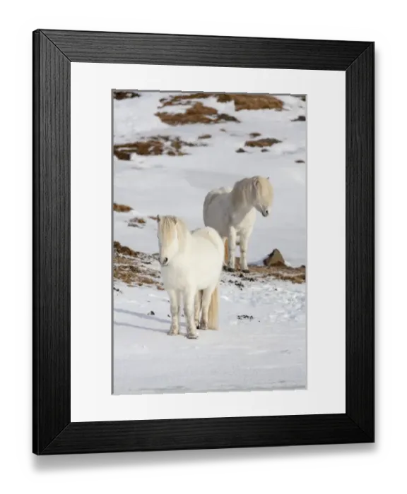 Framed Print : Icelandic Horse during winter in Iceland with typical winter coat Framed Print : Icelandic Horse during winter in Iceland with typical winter coat
