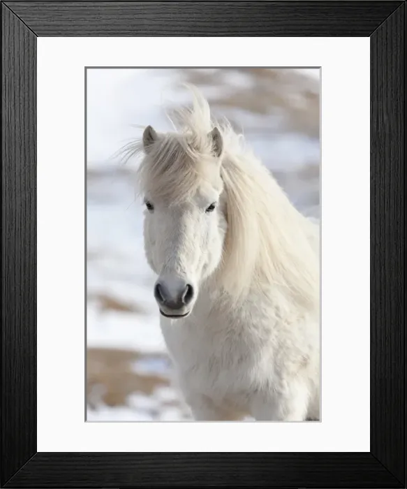 Framed Print : Icelandic Horse during winter in Iceland with typical winter coat