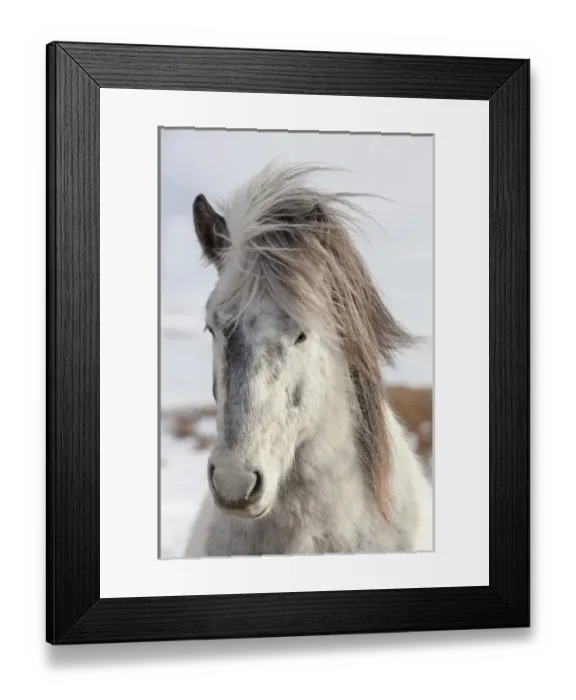 Framed Print : Icelandic Horse during winter in Iceland with typical winter coat Framed Print : Icelandic Horse during winter in Iceland with typical winter coat