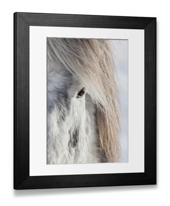 Framed Print : Icelandic Horse during winter in Iceland with typical winter coat Framed Print : Icelandic Horse during winter in Iceland with typical winter coat