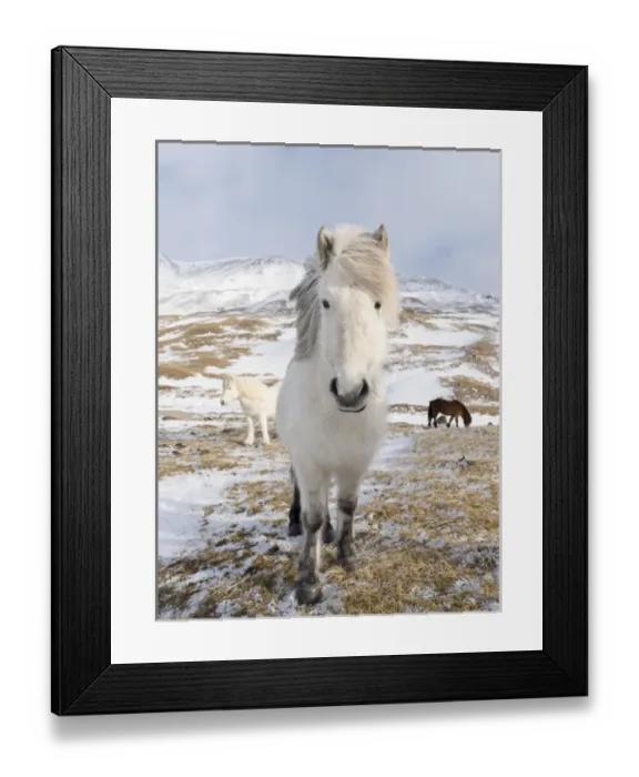 Framed Print : Icelandic Horse during winter in Iceland with typical winter coat