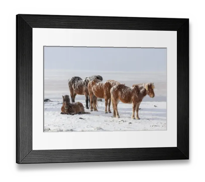 Framed Print : Icelandic Horse during winter in Iceland with typical winter coat Framed Print : Icelandic Horse during winter in Iceland with typical winter coat