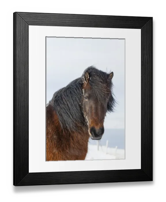 Framed Print : Icelandic Horse during winter in Iceland with typical winter coat Framed Print : Icelandic Horse during winter in Iceland with typical winter coat