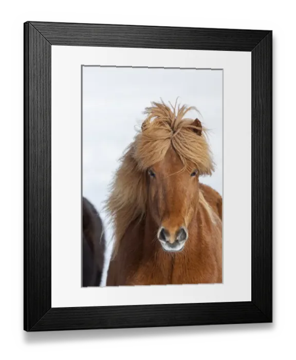 Framed Print : Icelandic Horse during winter in Iceland with typical winter coat Framed Print : Icelandic Horse during winter in Iceland with typical winter coat