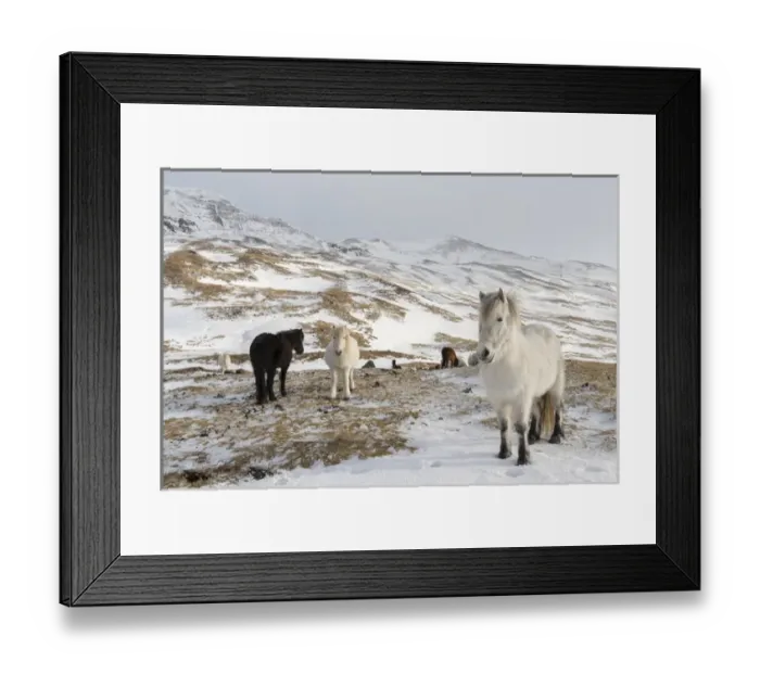 Framed Print : Icelandic Horse during winter in Iceland with typical winter coat Framed Print : Icelandic Horse during winter in Iceland with typical winter coat