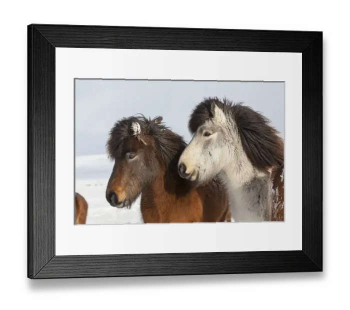 Framed Print : Icelandic Horse during winter in Iceland with typical winter coat Framed Print : Icelandic Horse during winter in Iceland with typical winter coat