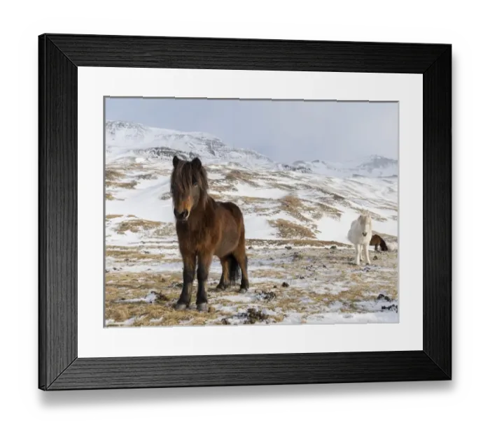 Framed Print : Icelandic Horse during winter in Iceland with typical winter coat Framed Print : Icelandic Horse during winter in Iceland with typical winter coat