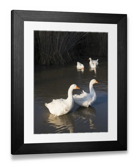 Framed Print : Free range domestic goose (Anser anser domesticus), swimming on a pond. Europe, Eastern Europe Framed Print : Free range domestic goose (Anser anser domesticus), swimming on a pond. Europe, Eastern Europe