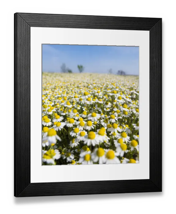 Framed Print : Chamomile Field (Matricaria chamomilla), Hortobagy National Park in spring. Hungary