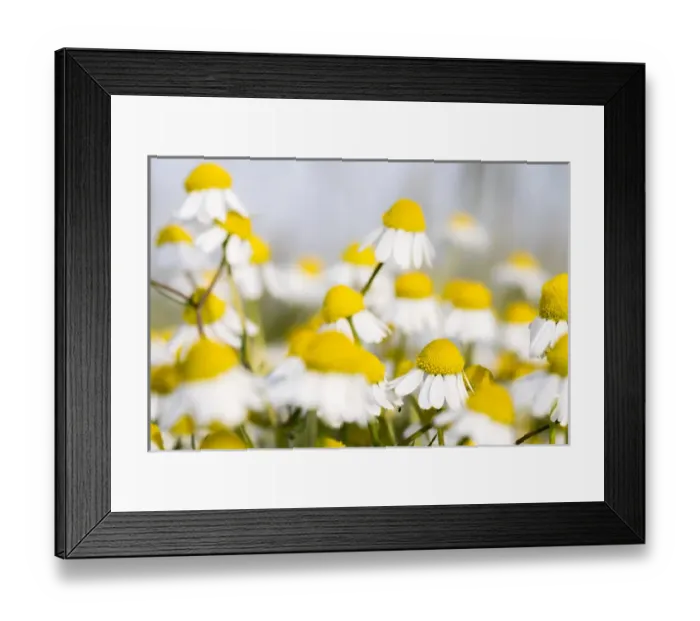 Framed Print : Close up of Chamomile (Matricaria chamomilla), Hortobagy National Park in spring Framed Print : Close up of Chamomile (Matricaria chamomilla), Hortobagy National Park in spring