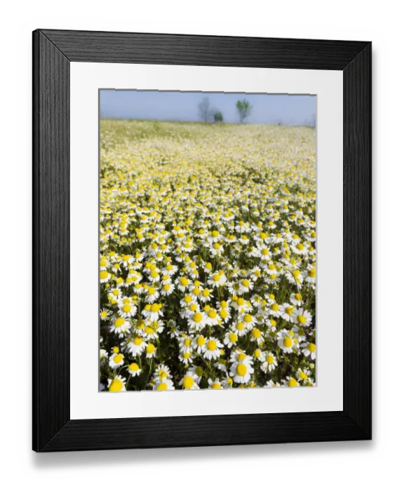 Framed Print : Chamomile Field (Matricaria chamomilla), Hortobagy National Park in spring. Hungary