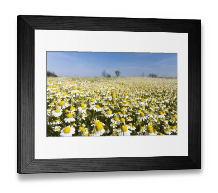 Framed Print : Chamomile Field (Matricaria chamomilla), Hortobagy National Park in spring. Hungary