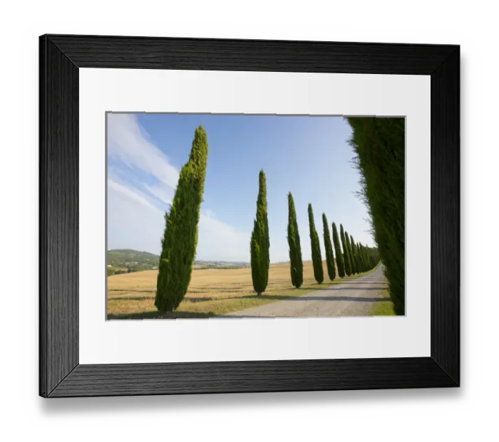 Framed Print : Italy, Tuscany. Road and cypress trees. Credit as: Gilles Delisle / Jaynes Gallery / DanitaDelimont Framed Print : Italy, Tuscany. Road and cypress trees. Credit as: Gilles Delisle / Jaynes Gallery / DanitaDelimont