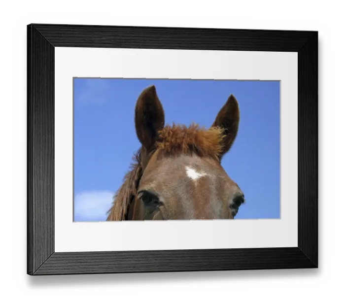 Framed Print : Europe, Ireland. Colse up of horse face Framed Print : Europe, Ireland. Colse up of horse face