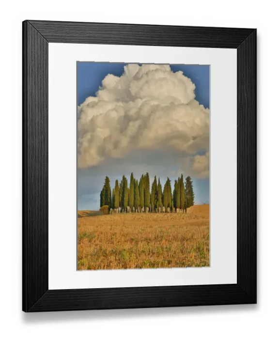 Framed Print : Italy, Tuscany. Cypress grove and towering cloud formation Framed Print : Italy, Tuscany. Cypress grove and towering cloud formation