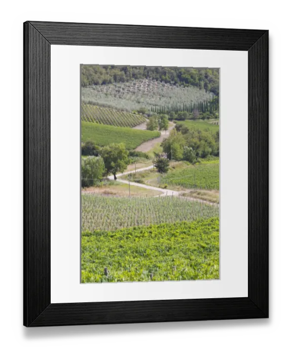 Framed Print : Italy, Radda. Colle Bereto Winery vineyards and olive groves Framed Print : Italy, Radda. Colle Bereto Winery vineyards and olive groves