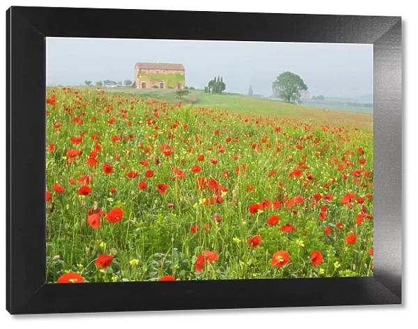 Italy, Tuscany. A foggy morning amidst a field of poppies