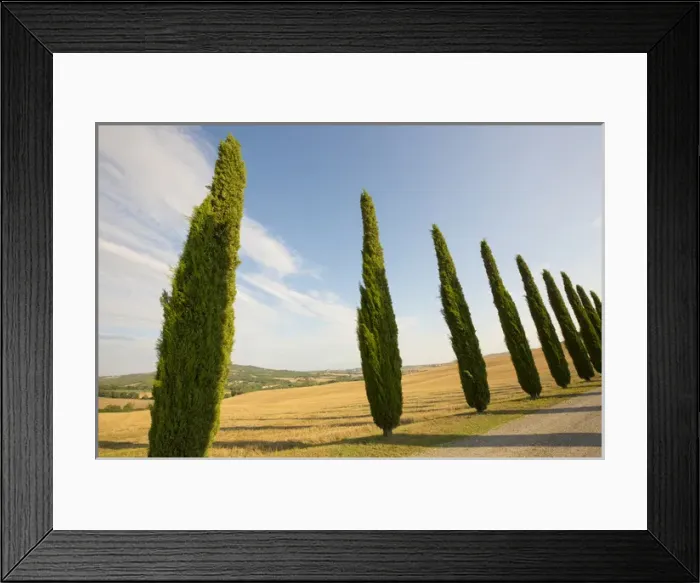 Framed Print : Italy, Tuscany. Road and cypress trees. Credit as: Gilles Delisle  /  Jaynes Gallery  /  DanitaDelimont