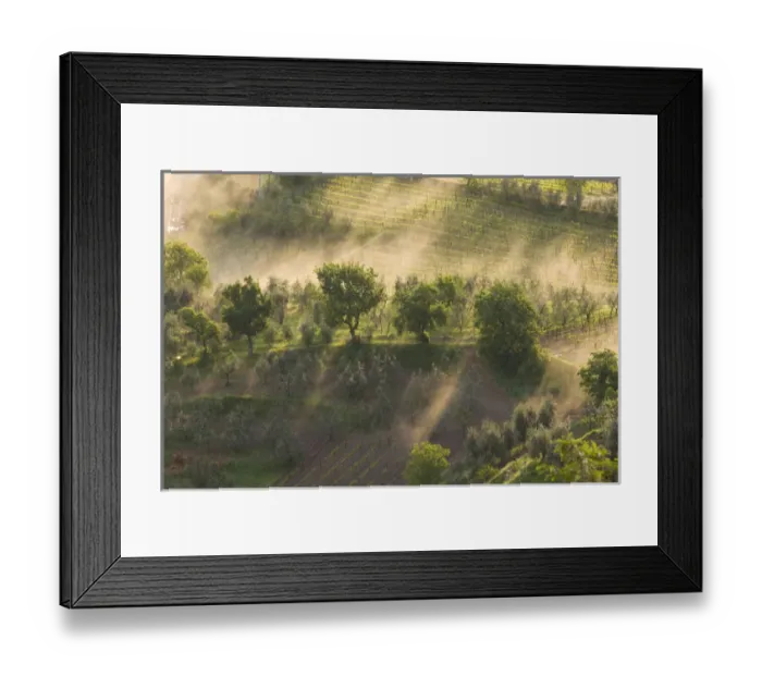 Framed Print : Italy, Tuscany, Fog wafts through trees below Montalcino Framed Print : Italy, Tuscany, Fog wafts through trees below Montalcino