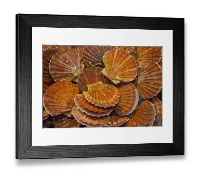 Framed Print : Scallops Fish and Vegtable Market Venice, Italy