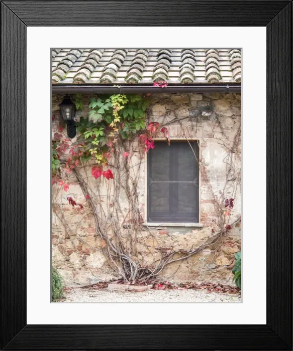 Framed Print : Europe, Italy, Tuscany. Ivy growing on the wall at Sant Anna in Caprena, a former
