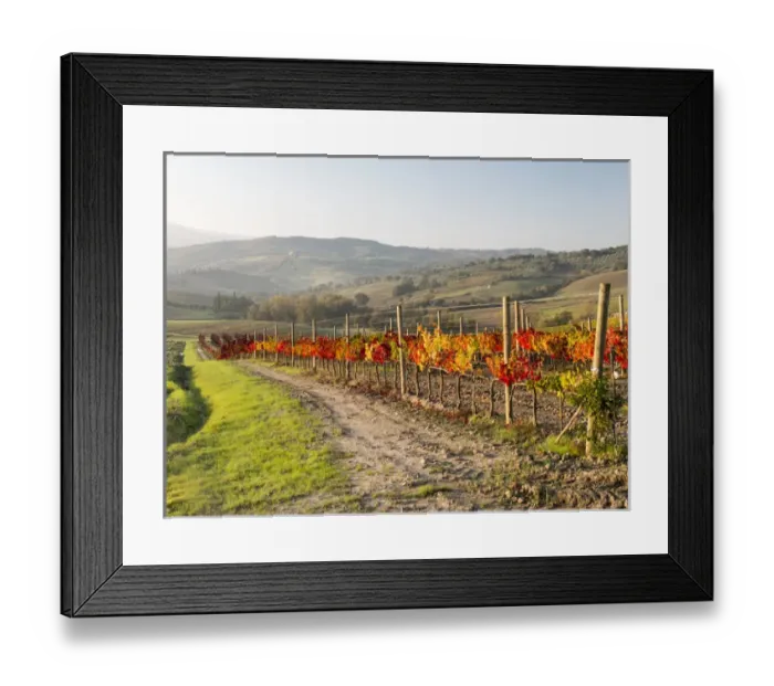Framed Print : Europe, Italy, Tuscany. Autumn vineyards in bright colors Framed Print : Europe, Italy, Tuscany. Autumn vineyards in bright colors