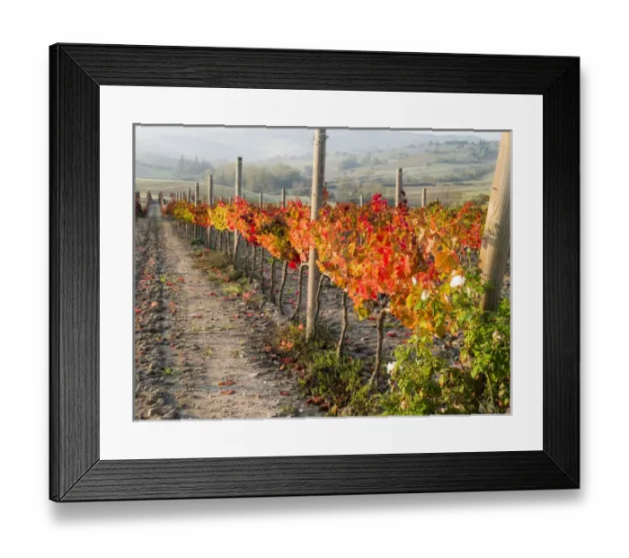 Framed Print : Europe, Italy, Tuscany. Autumn vineyards in bright colors Framed Print : Europe, Italy, Tuscany. Autumn vineyards in bright colors